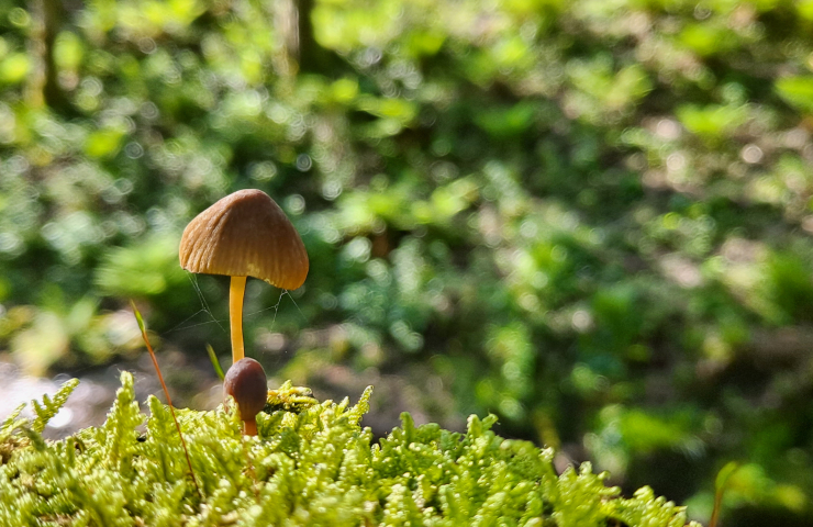 Fotografía en primer plano de una seta en un bosque